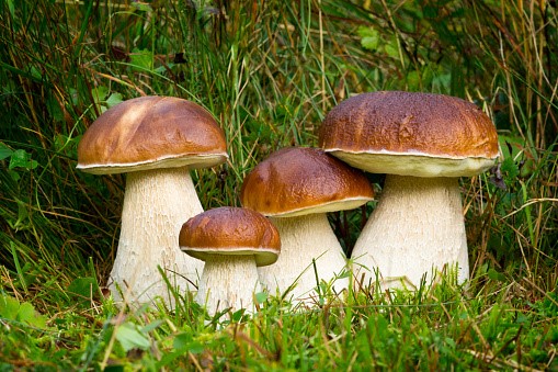 funghi1